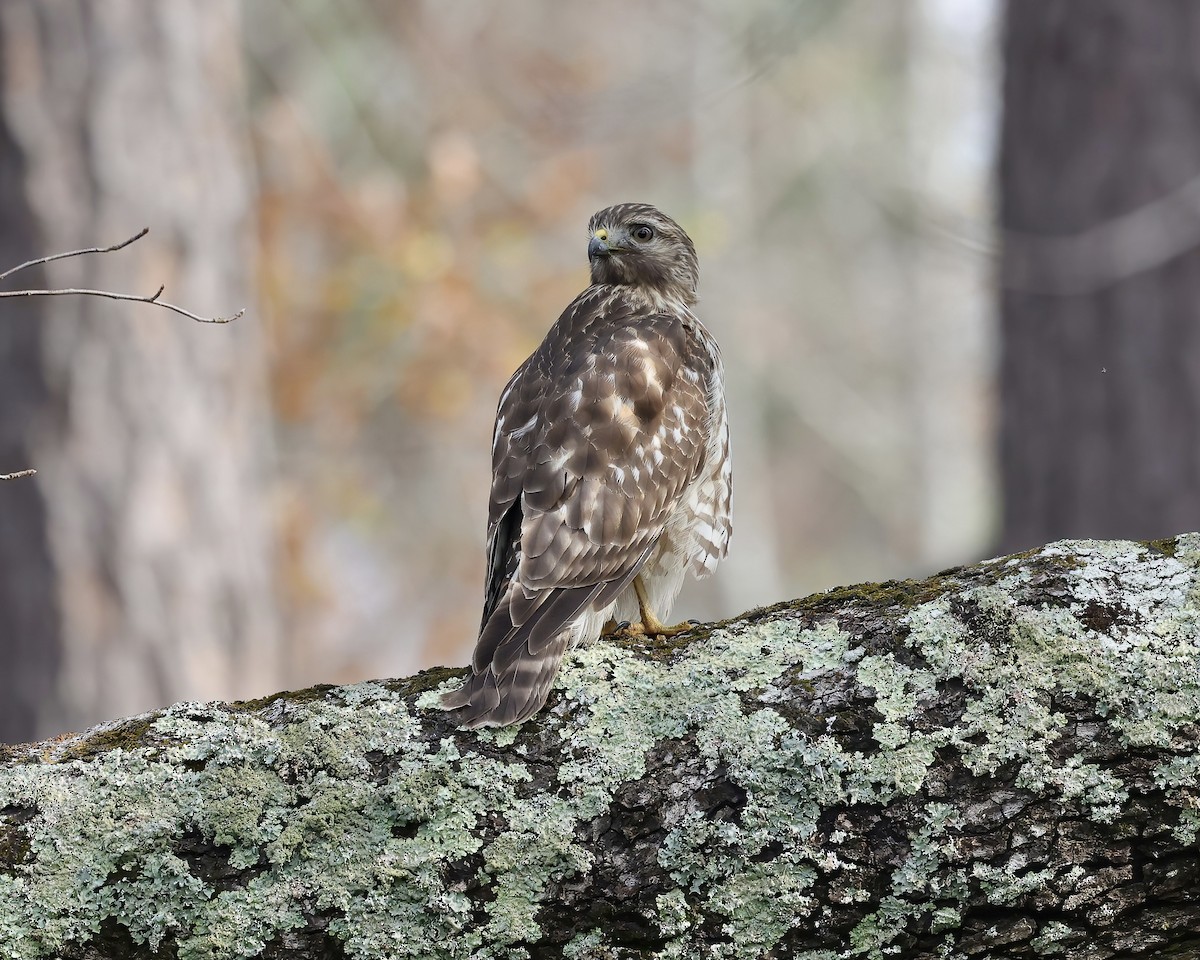 Red-shouldered Hawk - ML511225131