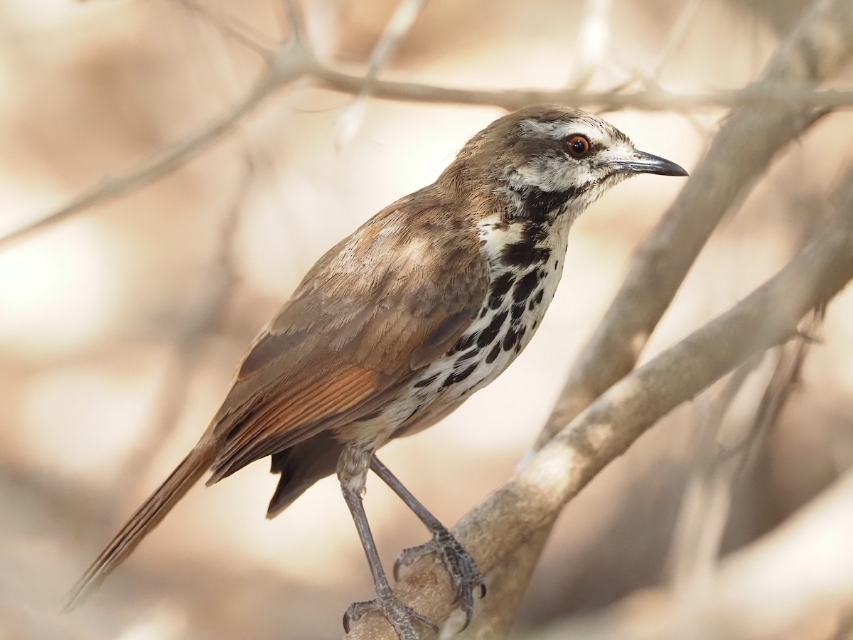 Spotted Morning-Thrush - Craig Rasmussen