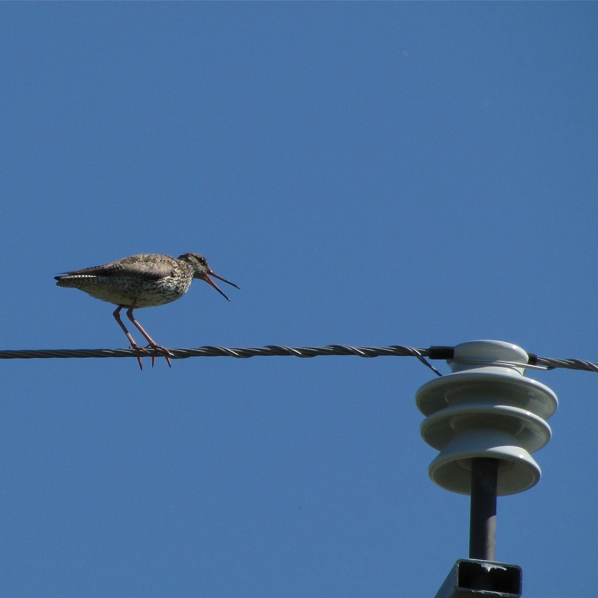 Common Redshank - ML511226911