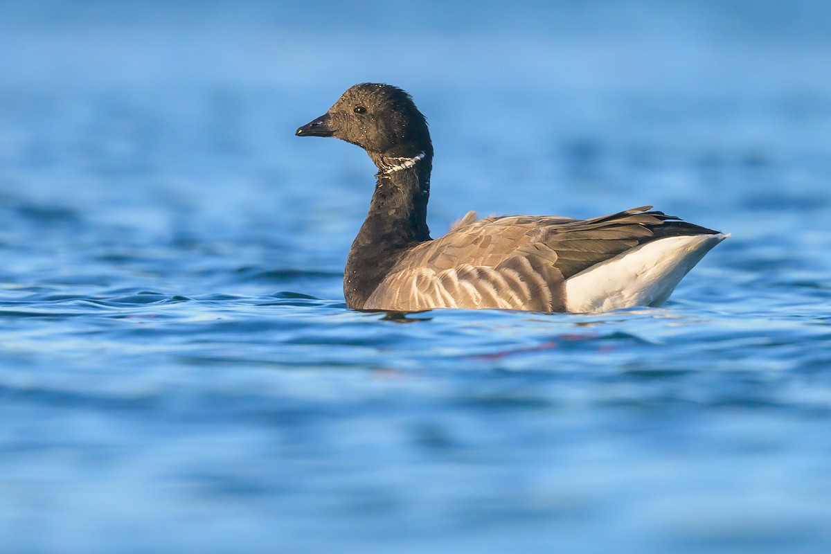Brant (Dark-bellied) - ML511226961