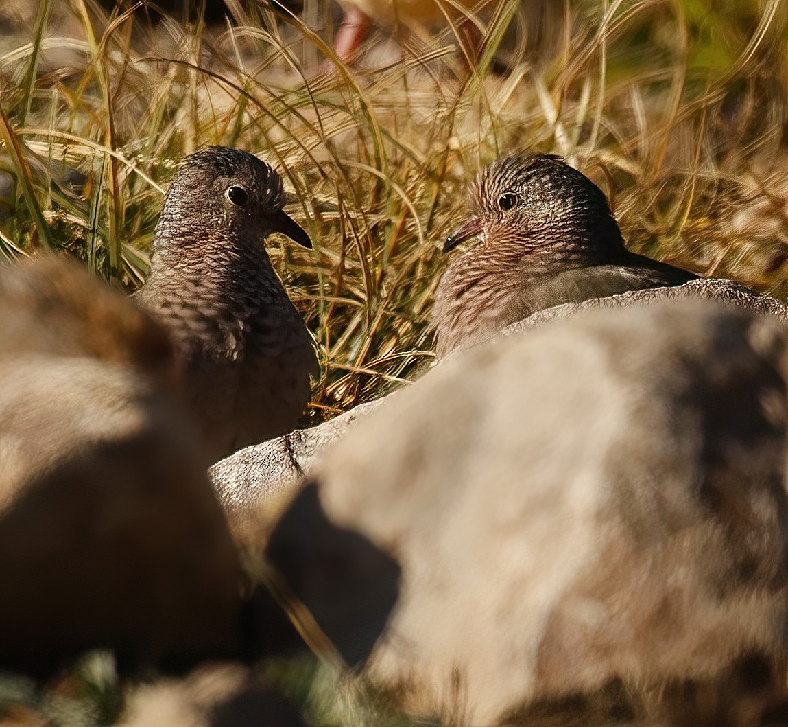 Common Ground Dove - ML511227481