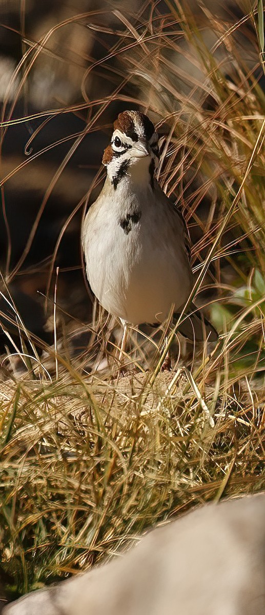 Lark Sparrow - ML511227621