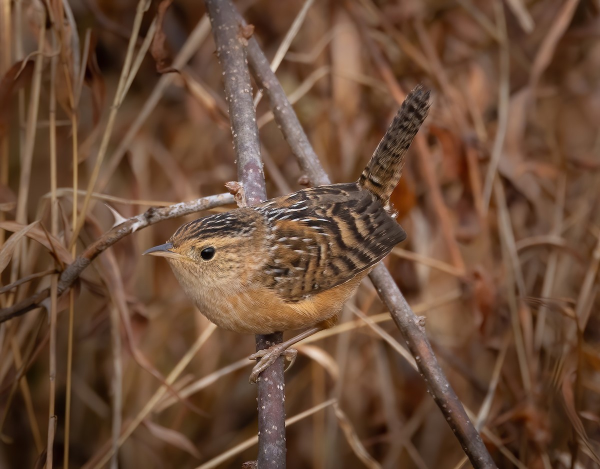 Sedge Wren - Josh Cooper