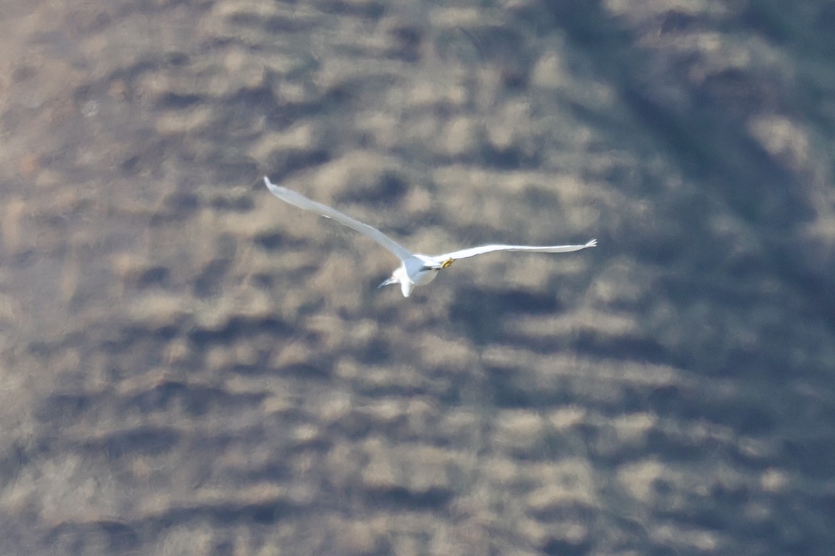 Snowy Egret - William Rockey