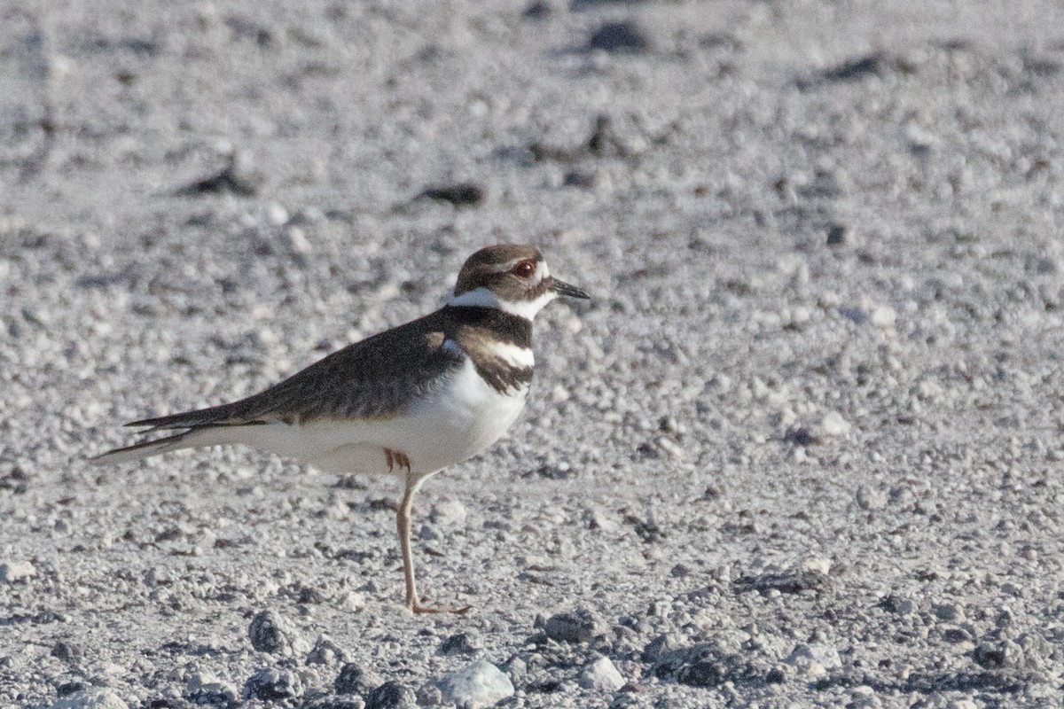 Killdeer - ML511230191