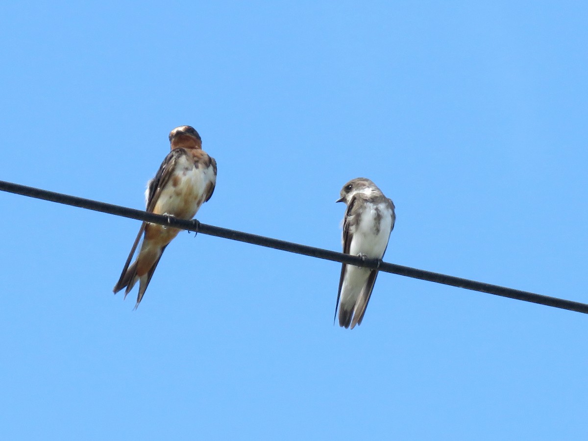 Barn Swallow - ML511230911