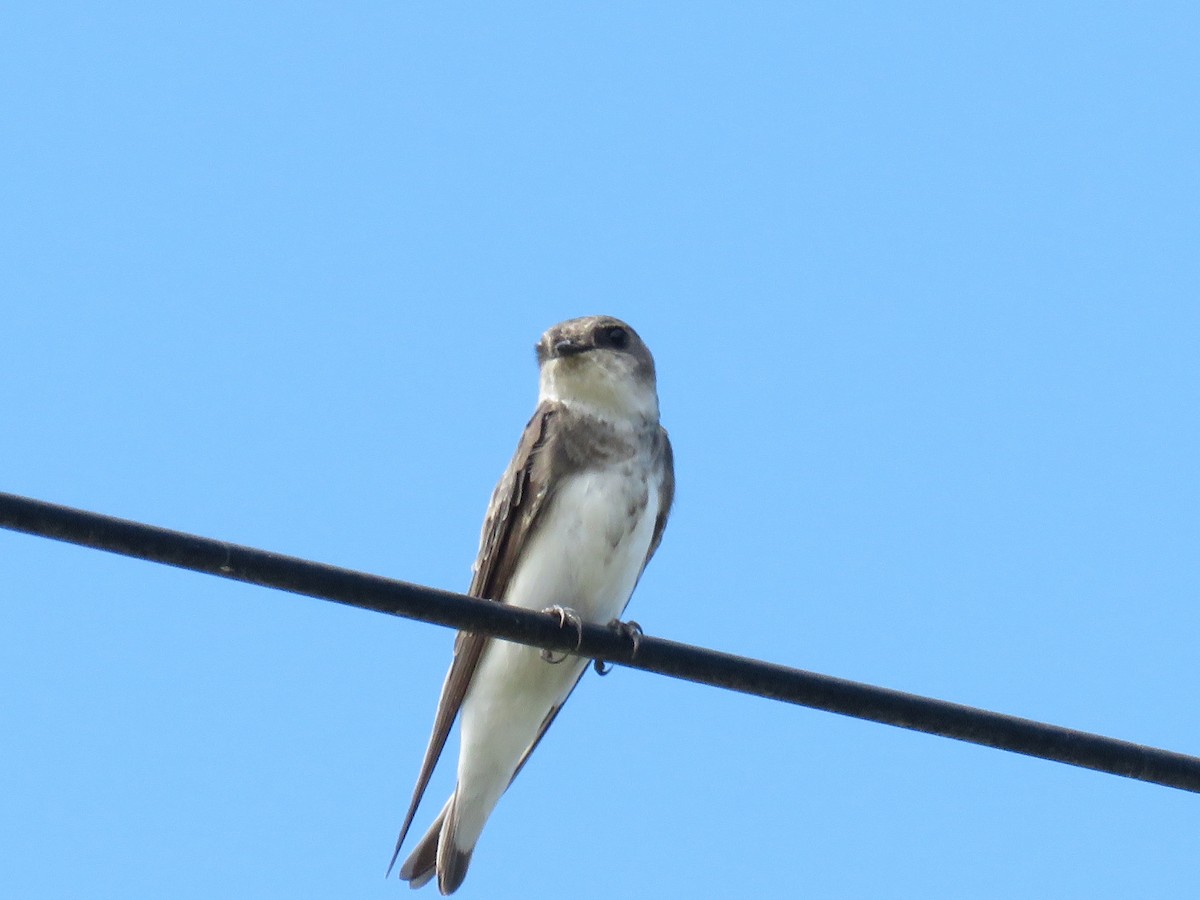 Bank Swallow - ML511230921