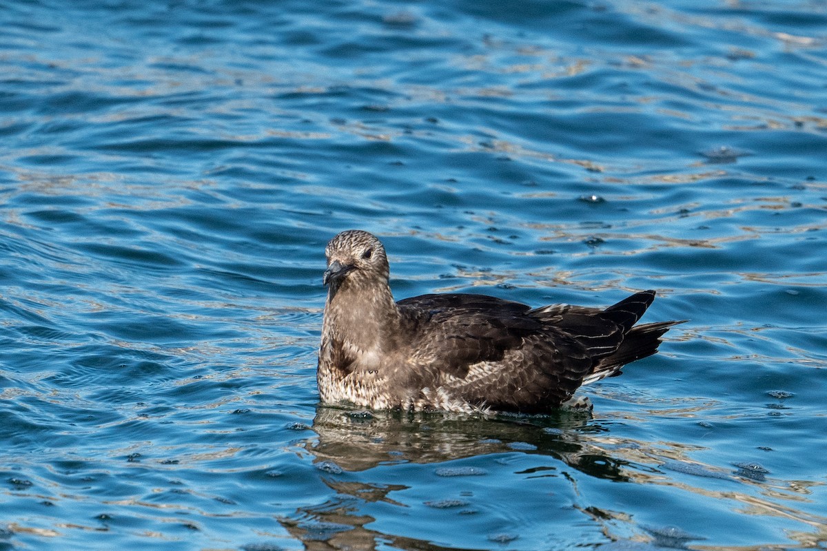 Parasitic Jaeger - ML511231791