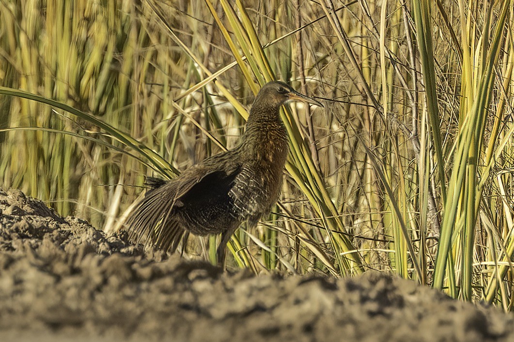 Ridgway's Rail (Yuma) - Kathryn McGiffen