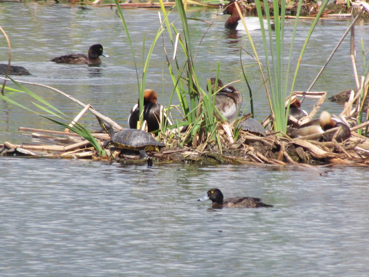 鳳頭潛鴨 - ML511233841