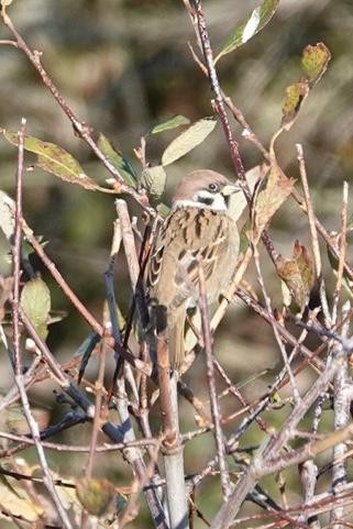 Eurasian Tree Sparrow - gary fennemore