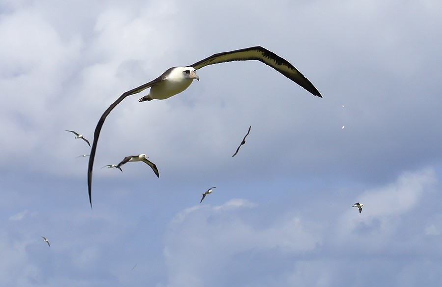 Laysan Albatross - ML511234731