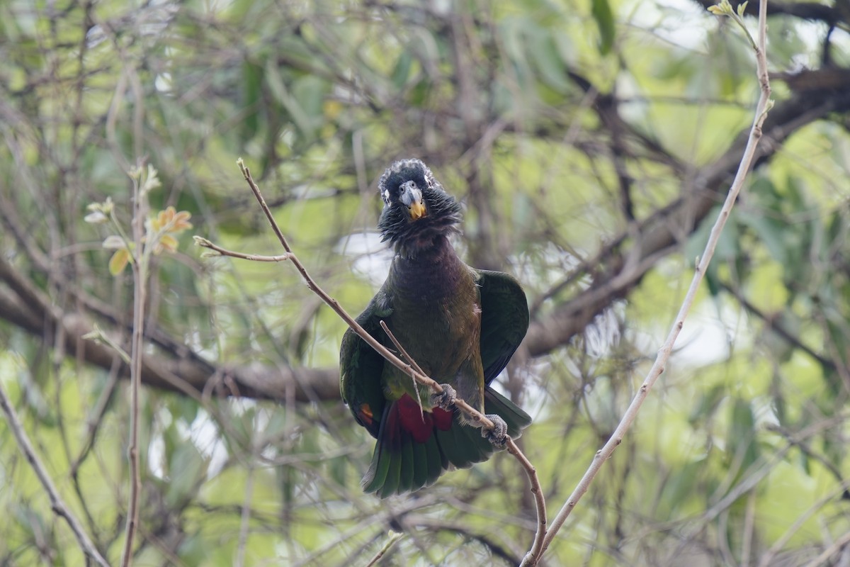 Scaly-headed Parrot - ML511234781