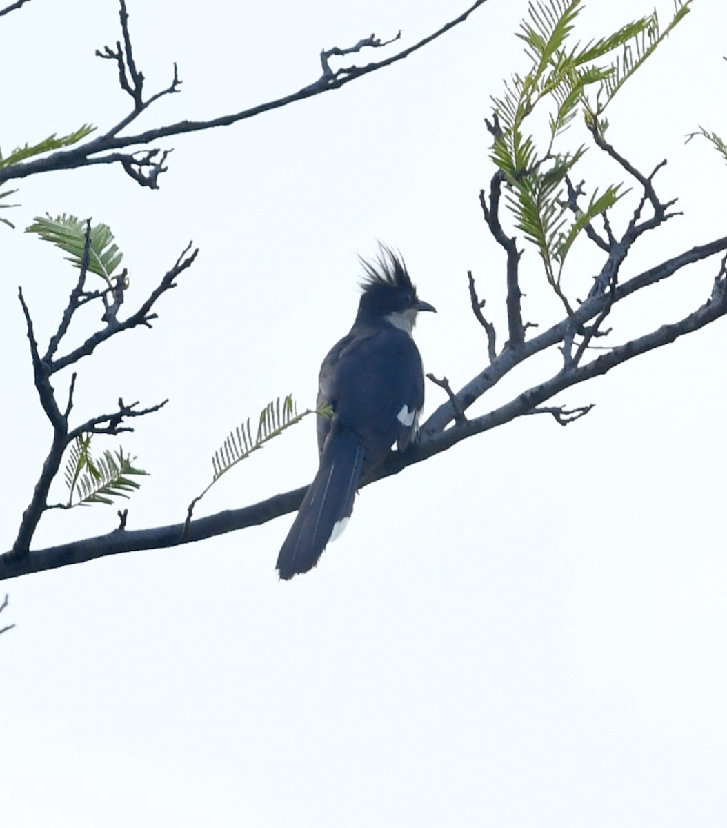 Pied Cuckoo - ML511235111