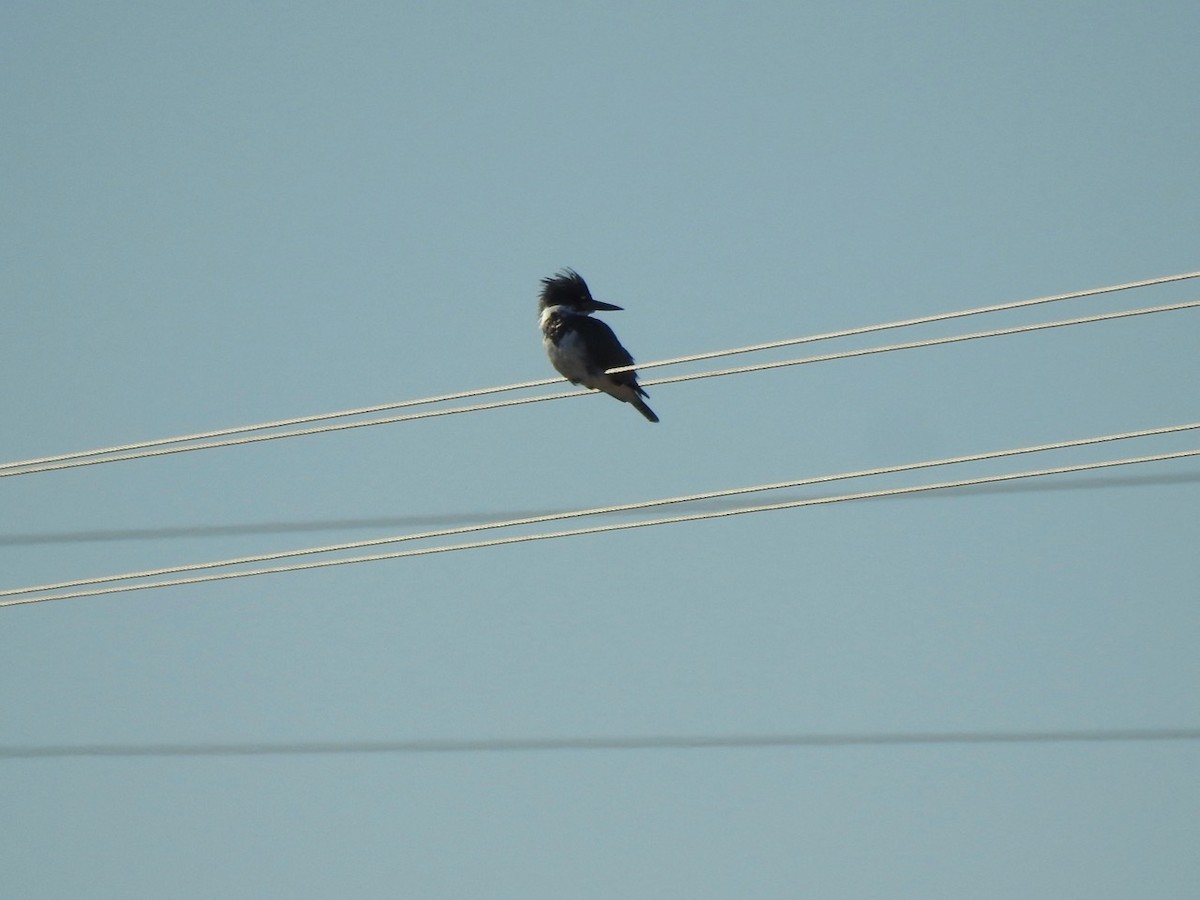 Belted Kingfisher - ML511235131
