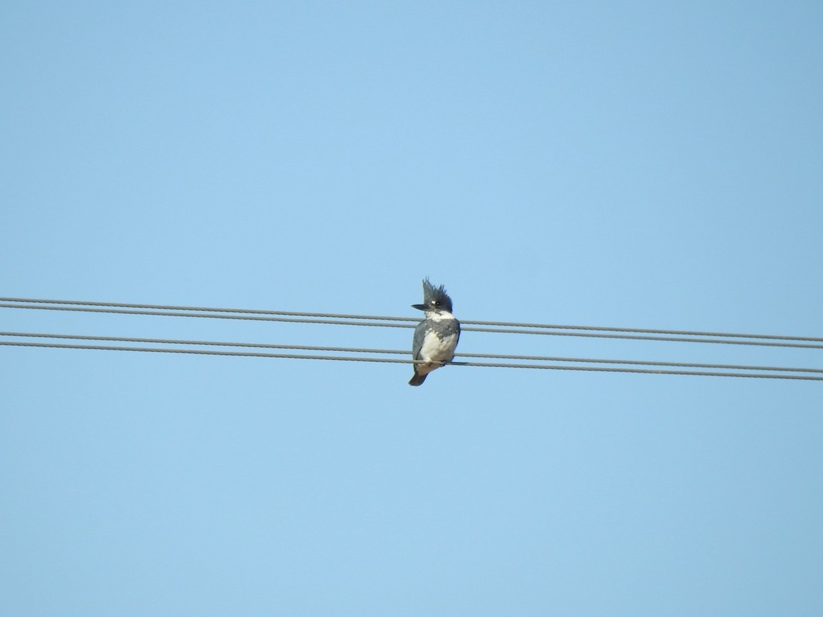 Belted Kingfisher - ML511235141