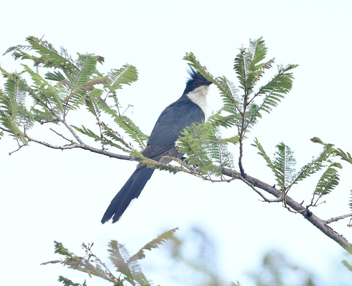 Pied Cuckoo - ML511235311