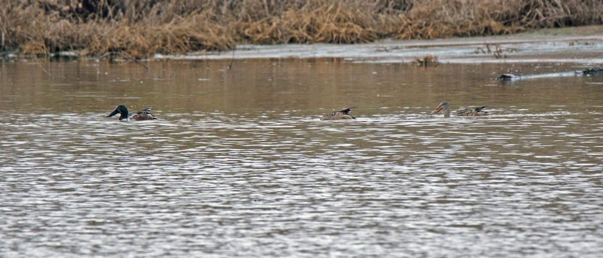 Northern Shoveler - ML511236161
