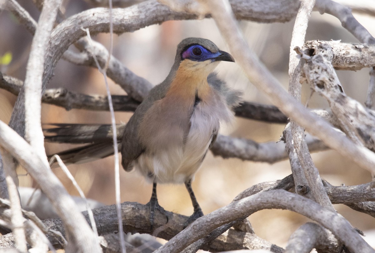 Running Coua - ML511236291