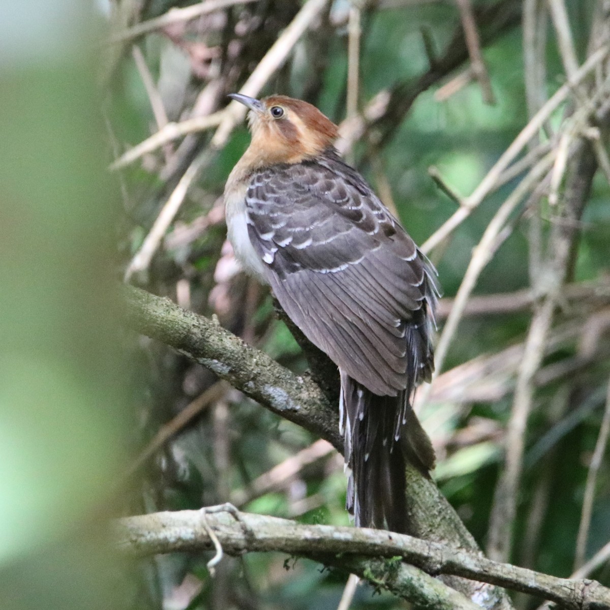 Pavonine Cuckoo - ML511236361