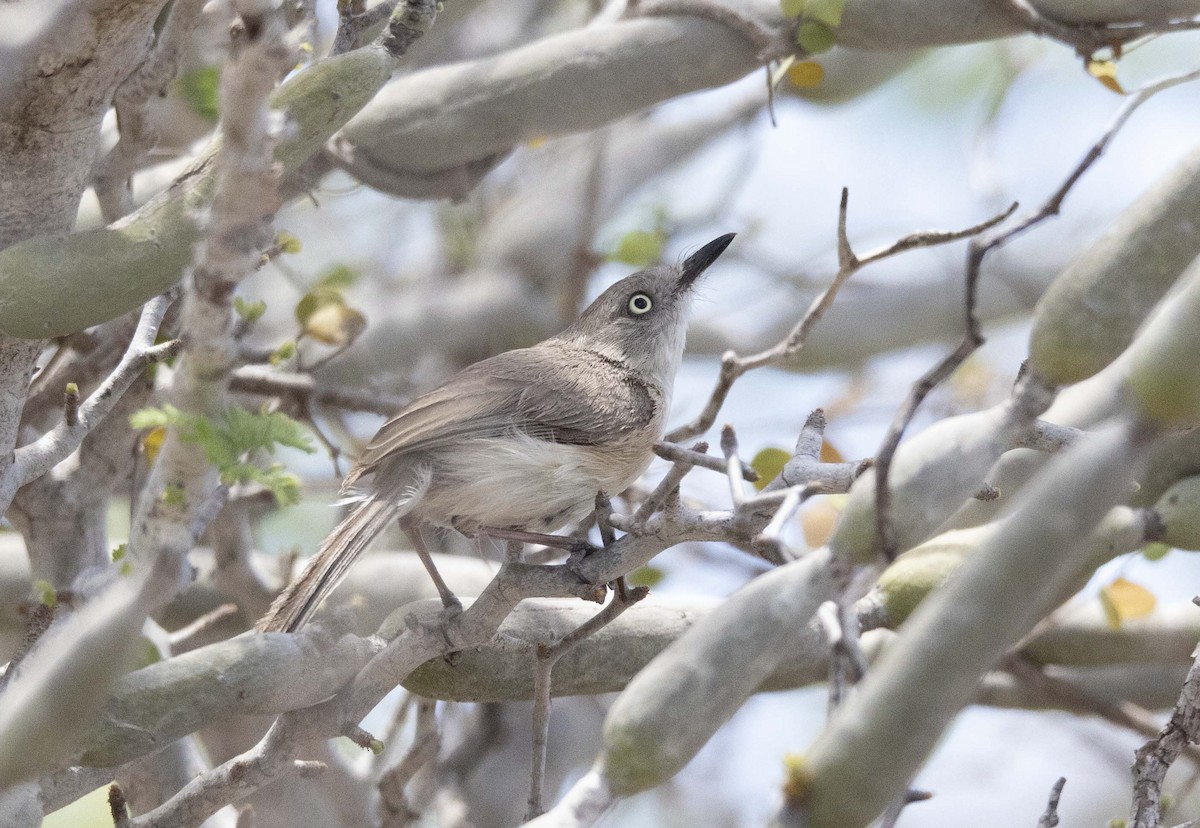 Common Newtonia - ML511236531