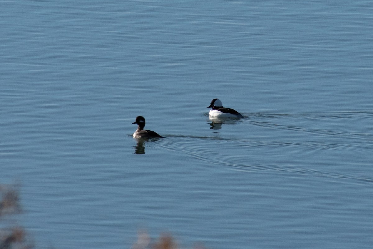 Bufflehead - ML511236541