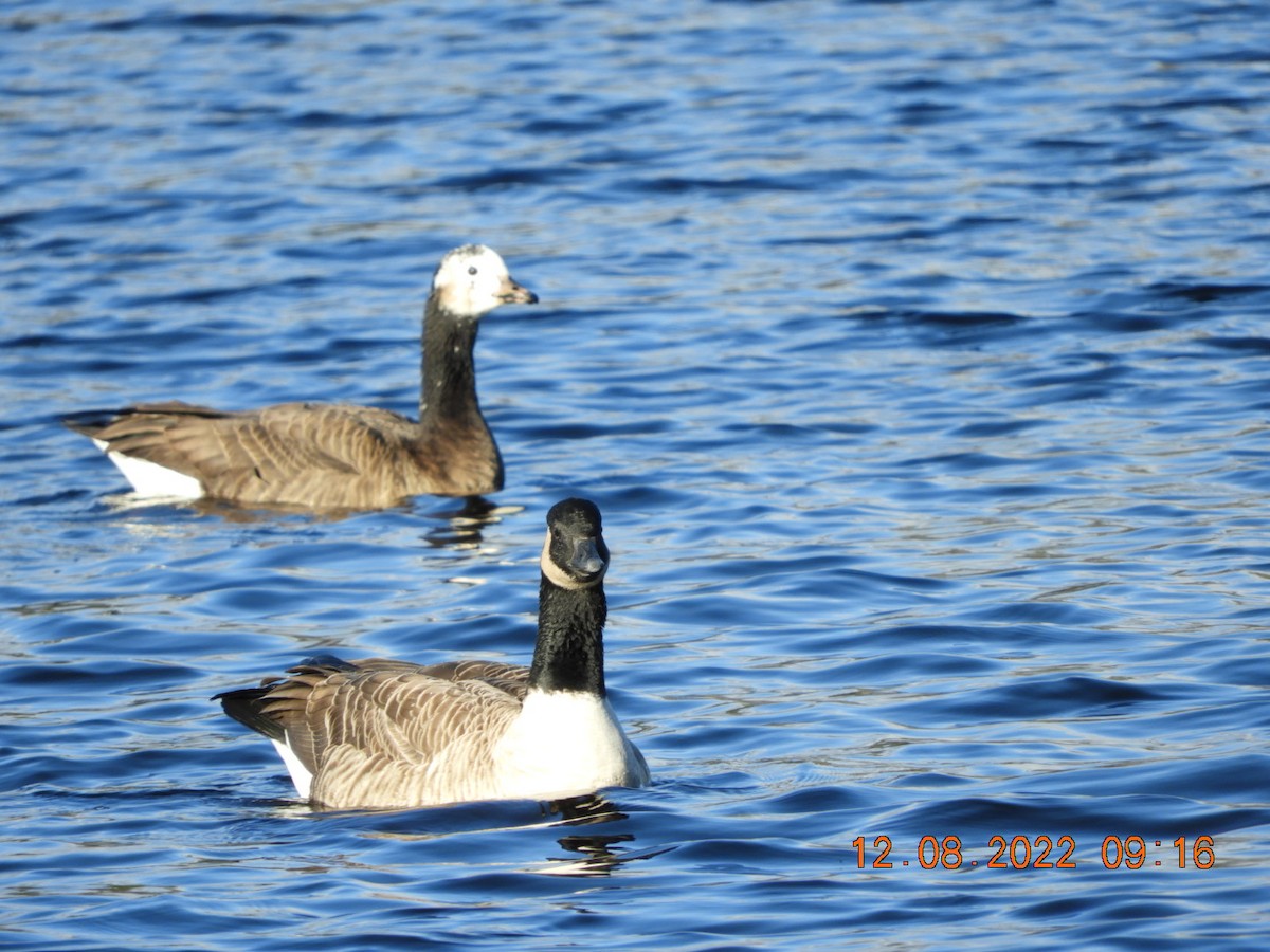 tanımsız kaz (Anser/Branta sp.) - ML511237421