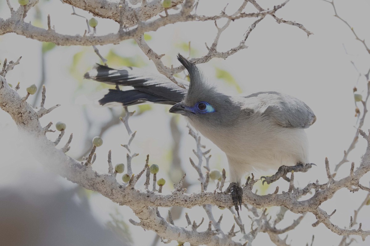 Verreaux's Coua - ML511237671