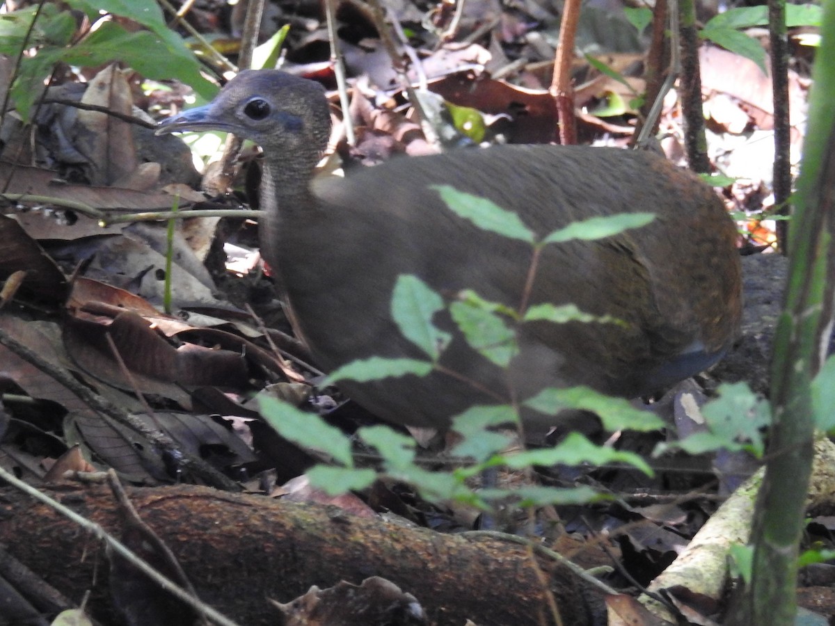 Grand Tinamou - ML511238131