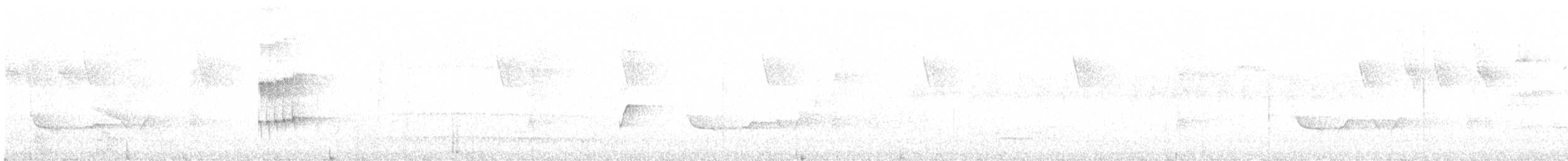 Weißstern-Todityrann - ML511238261