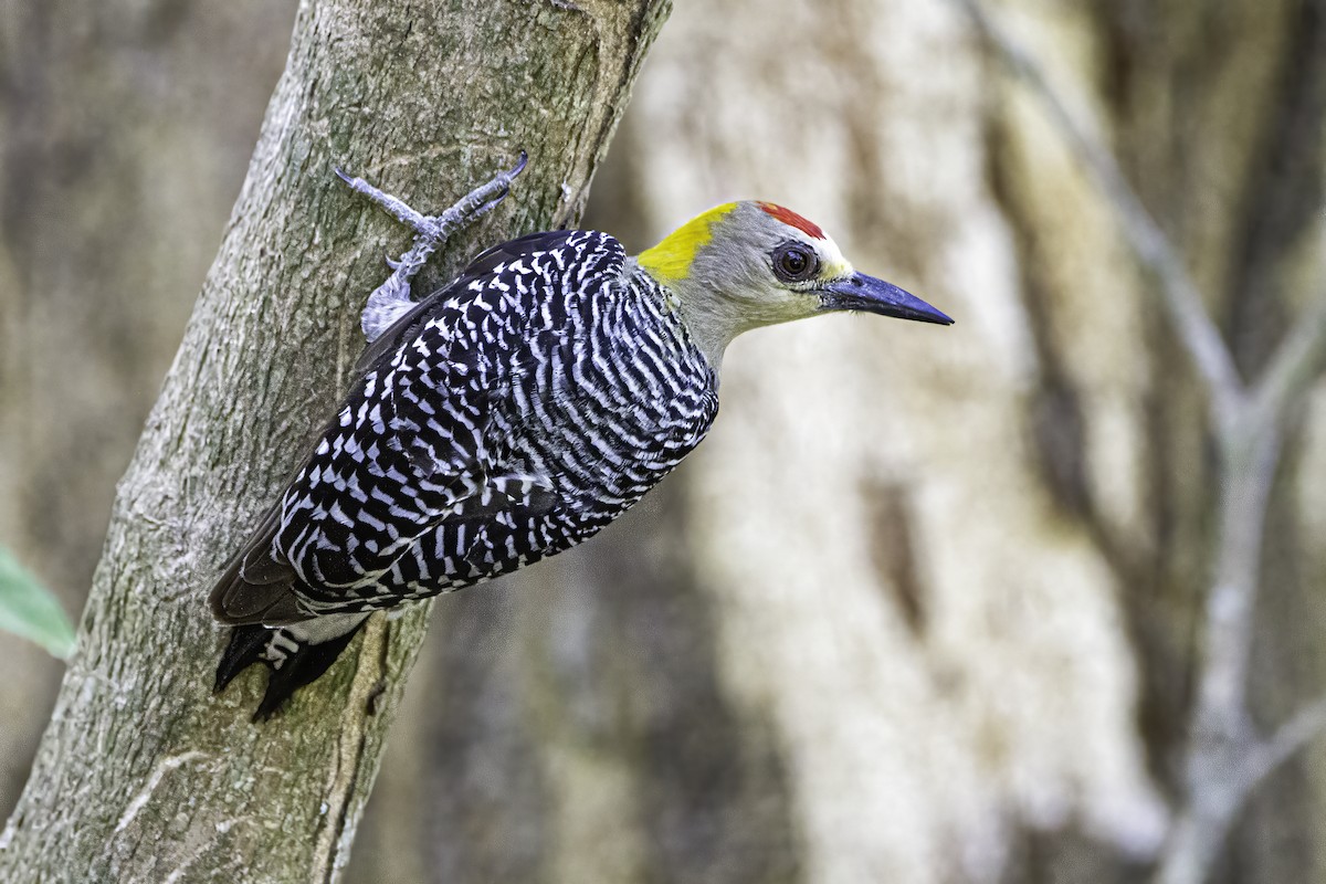 Hoffmann's Woodpecker - Phil Riebel