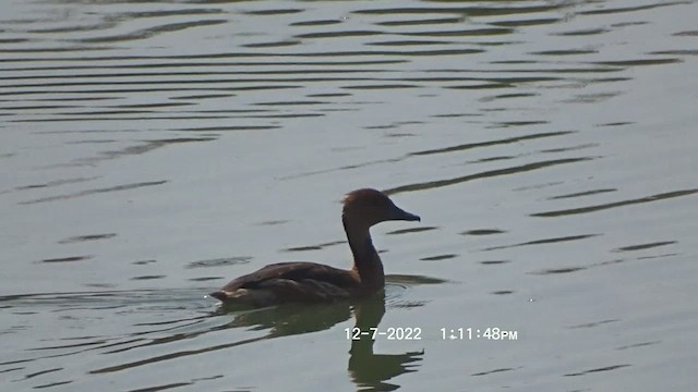 Dendrocygne fauve - ML511239911