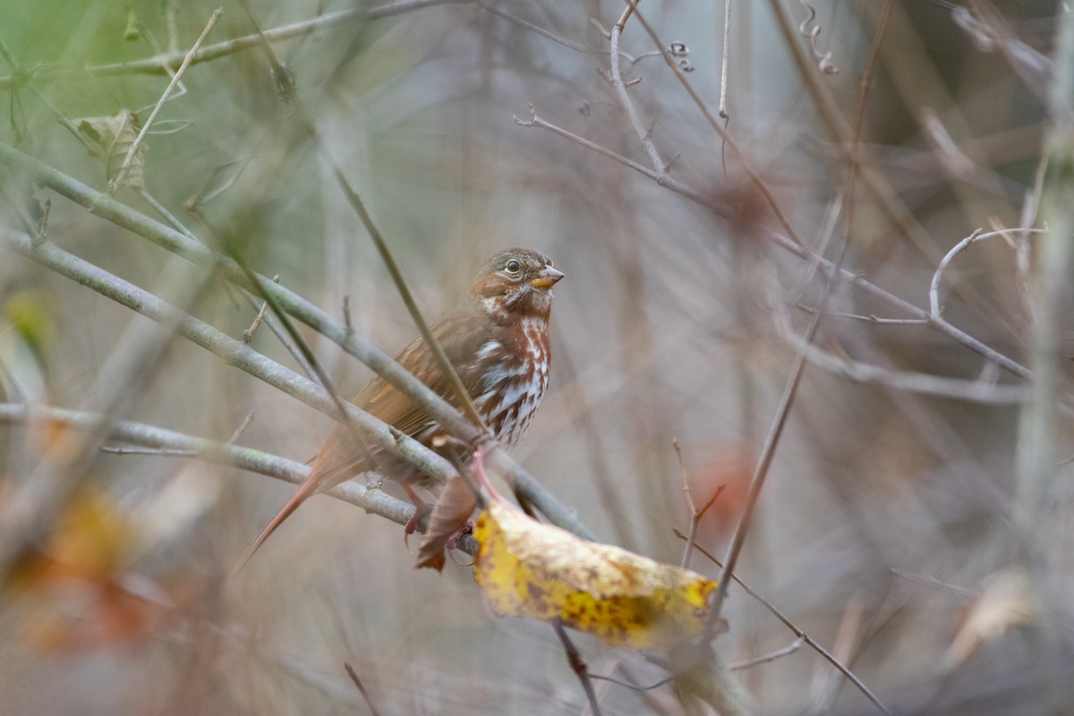 Fox Sparrow - ML511240771