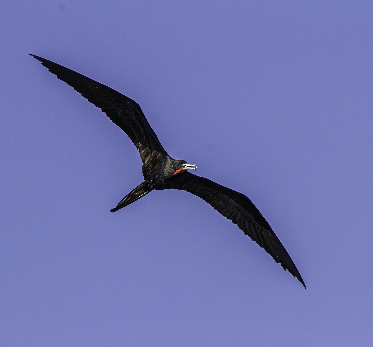 Magnificent Frigatebird - Phil Riebel