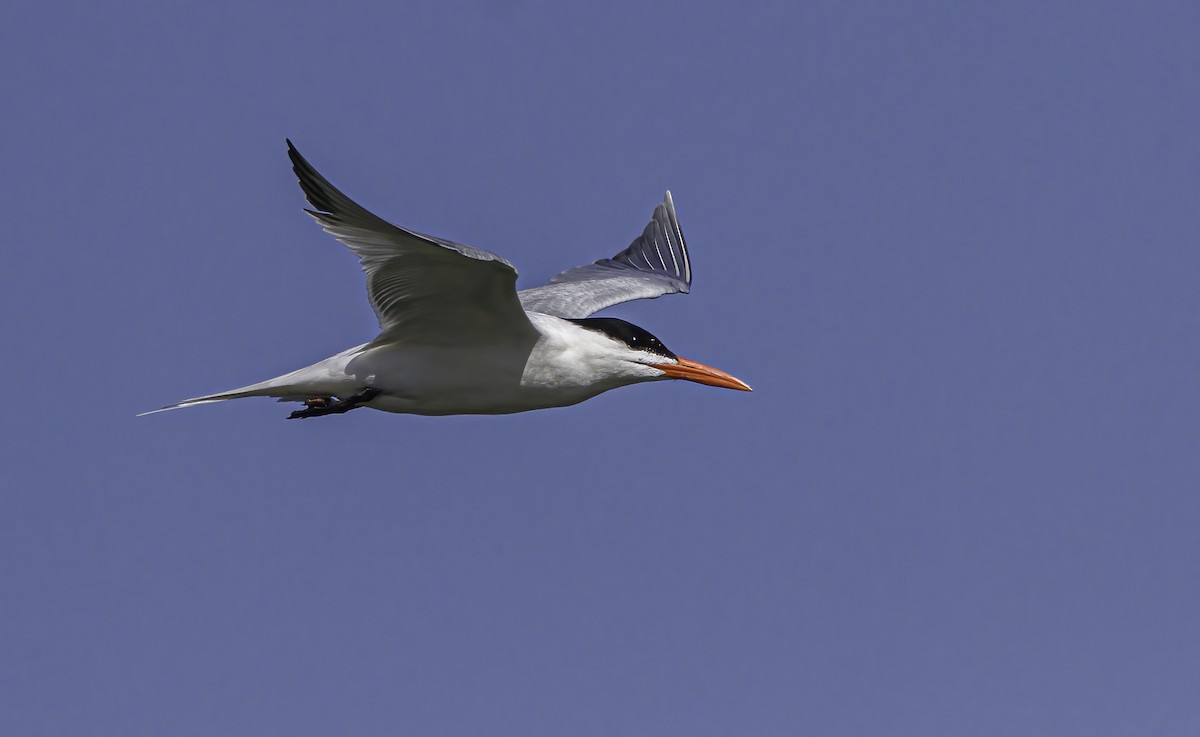 Royal Tern - Phil Riebel