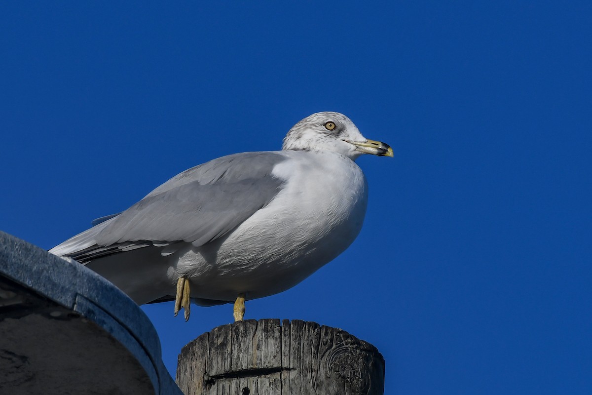 Ring-billed Gull - ML511241681