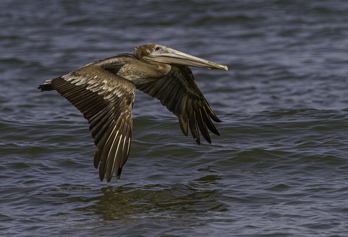 Brown Pelican - ML511241791