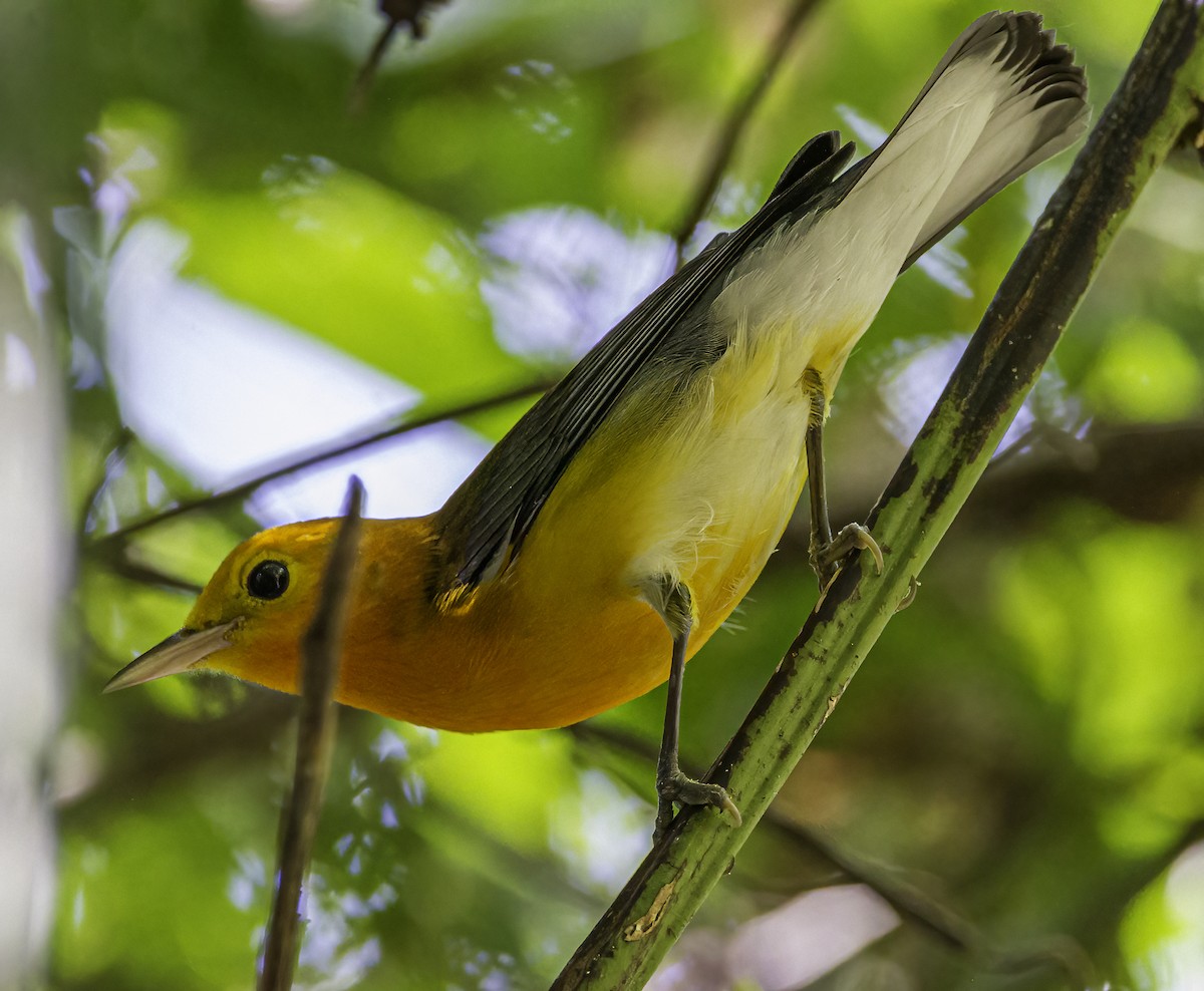 Prothonotary Warbler - Phil Riebel