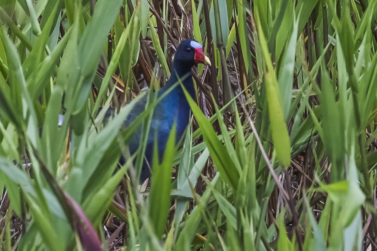 Purple Gallinule - ML511242491