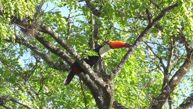 Toco Toucan - ML511242991