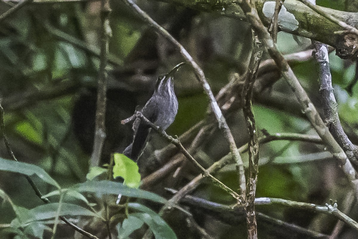 kolibřík běloknírkový - ML511243021
