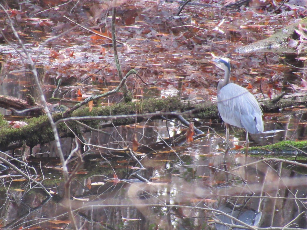 Great Blue Heron - ML511243311