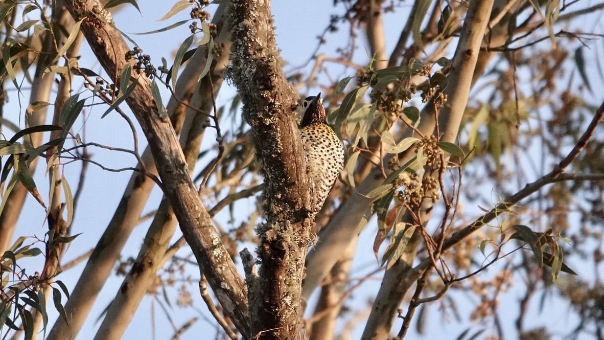 Green-barred Woodpecker - ML511244511