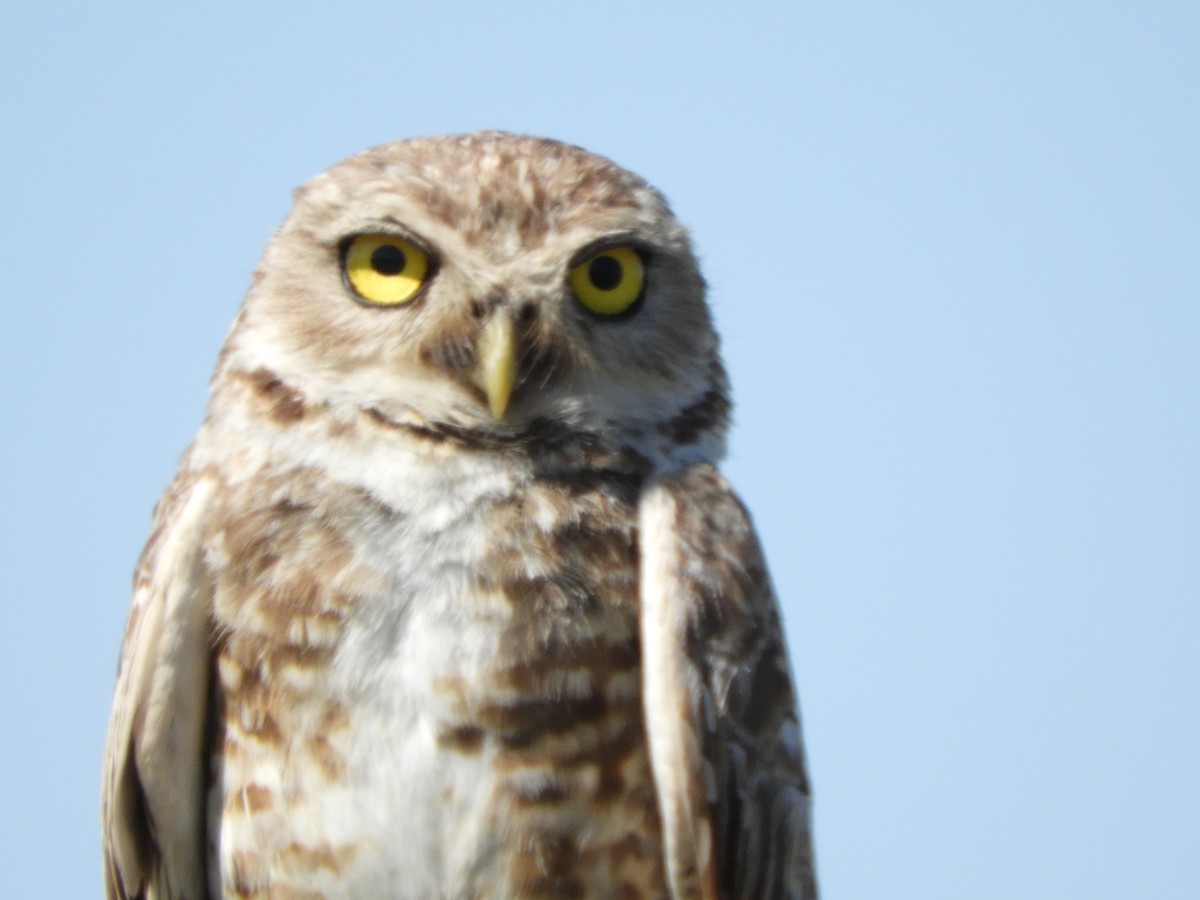 Burrowing Owl - Silvia Enggist