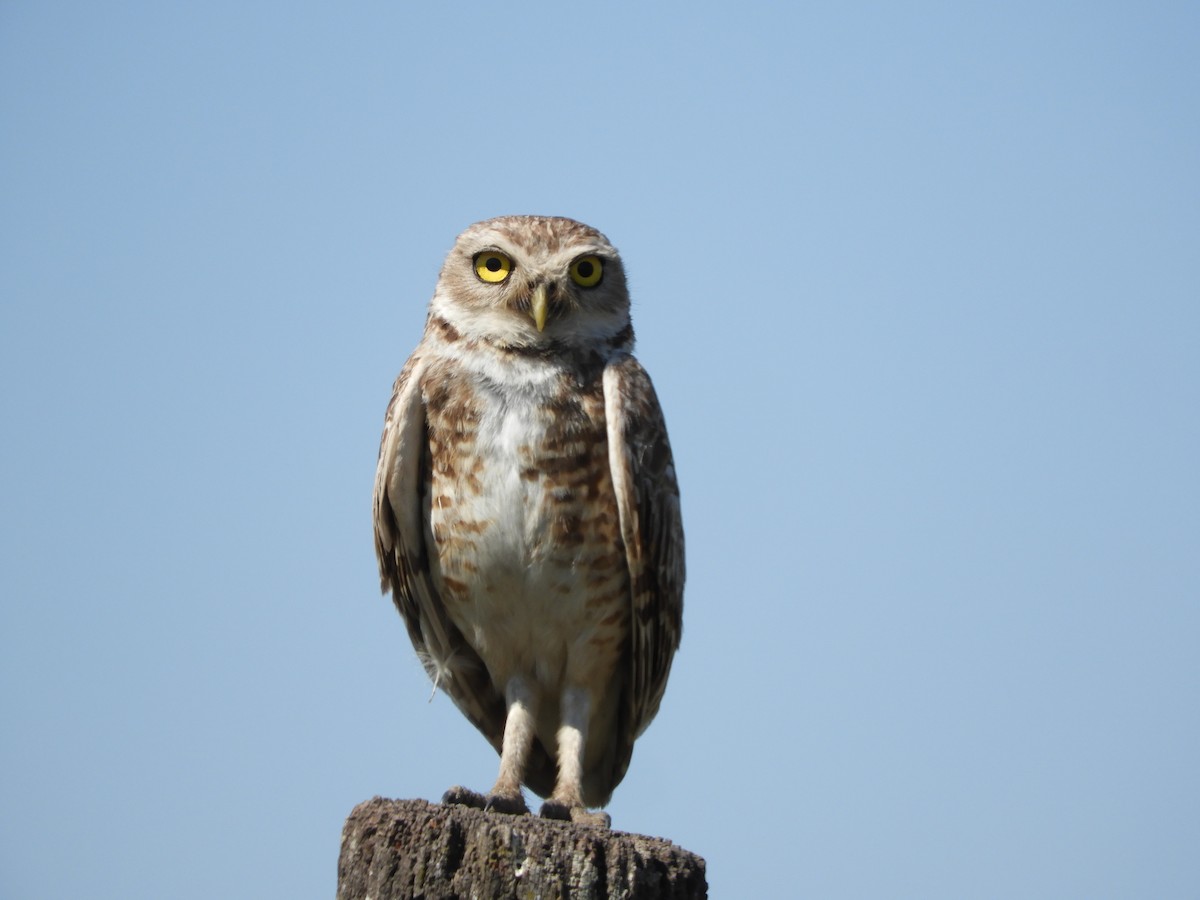 Burrowing Owl - Silvia Enggist