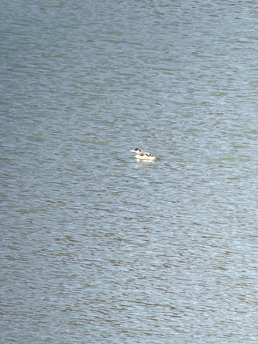 Common Loon - ML511245961