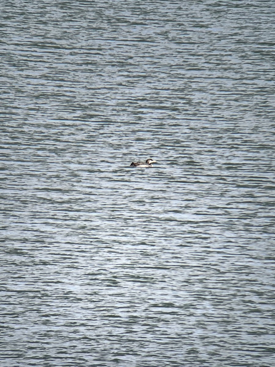 Common Loon - ML511245971