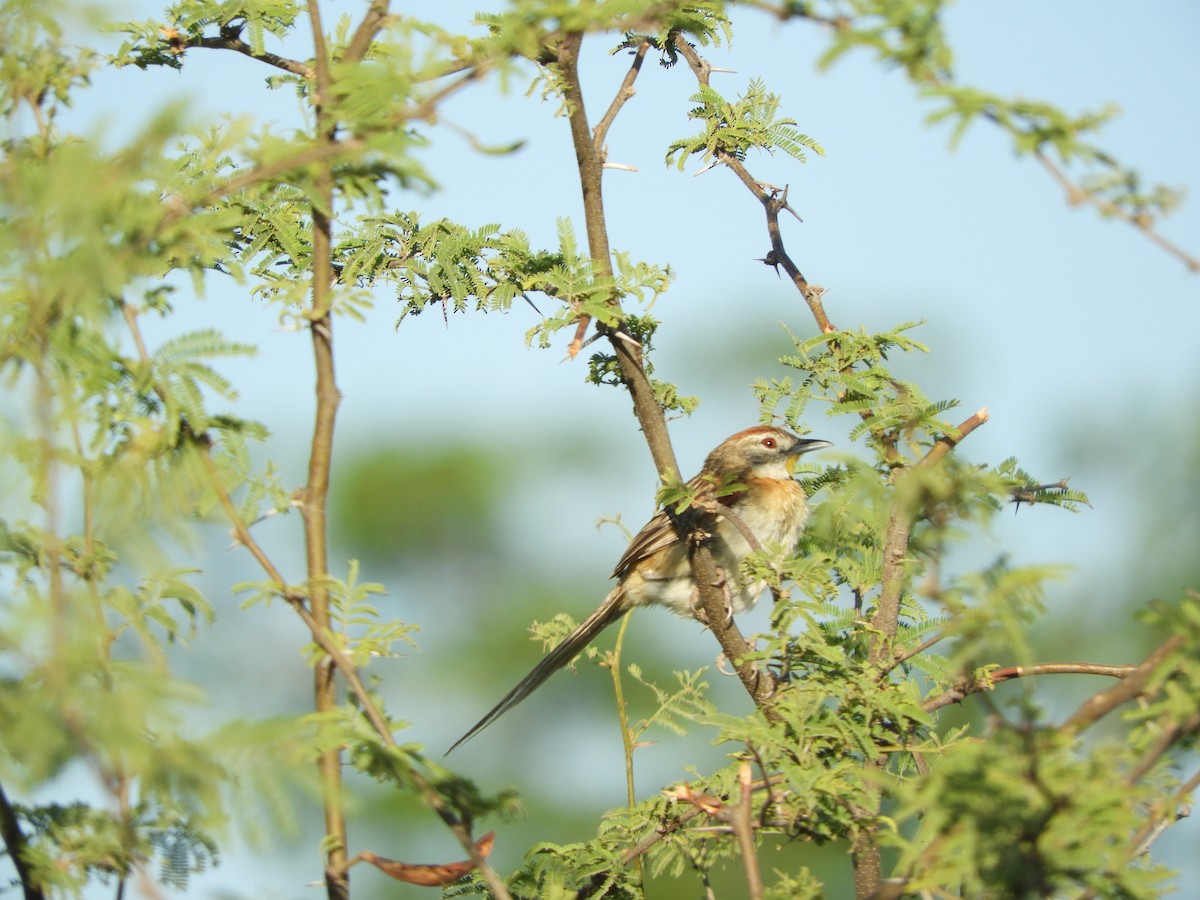 Chotoy Spinetail - ML511246211