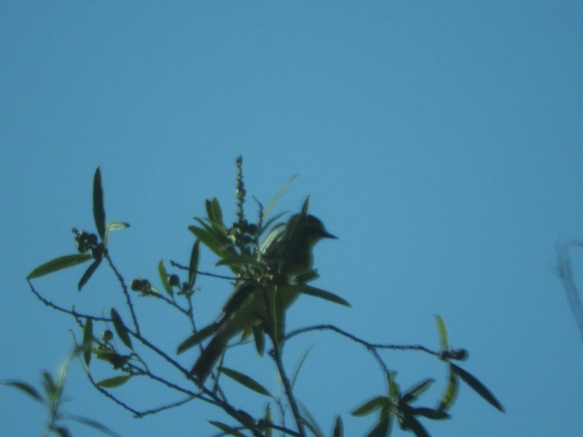 Yellow-browed Tyrant - ML511246231