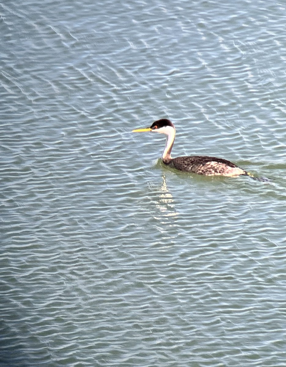 Western Grebe - ML511246301